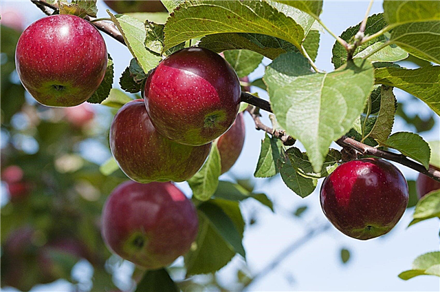 كيفية تسميد أشجار التفاح - نصائح حول تغذية شجرة التفاح
