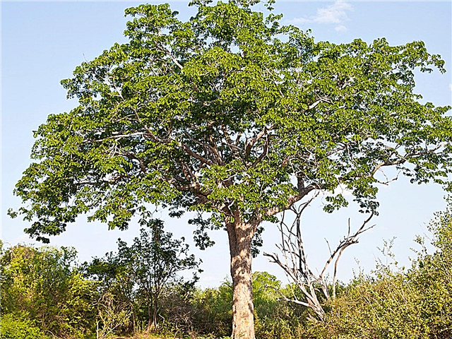 Usos da árvore de mogno - informações sobre árvores de mogno