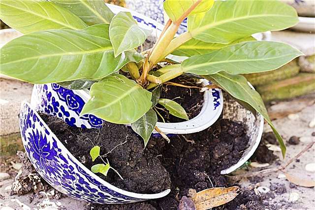 Ideas para macetas rotas - Consejos para hacer jardines de macetas agrietados