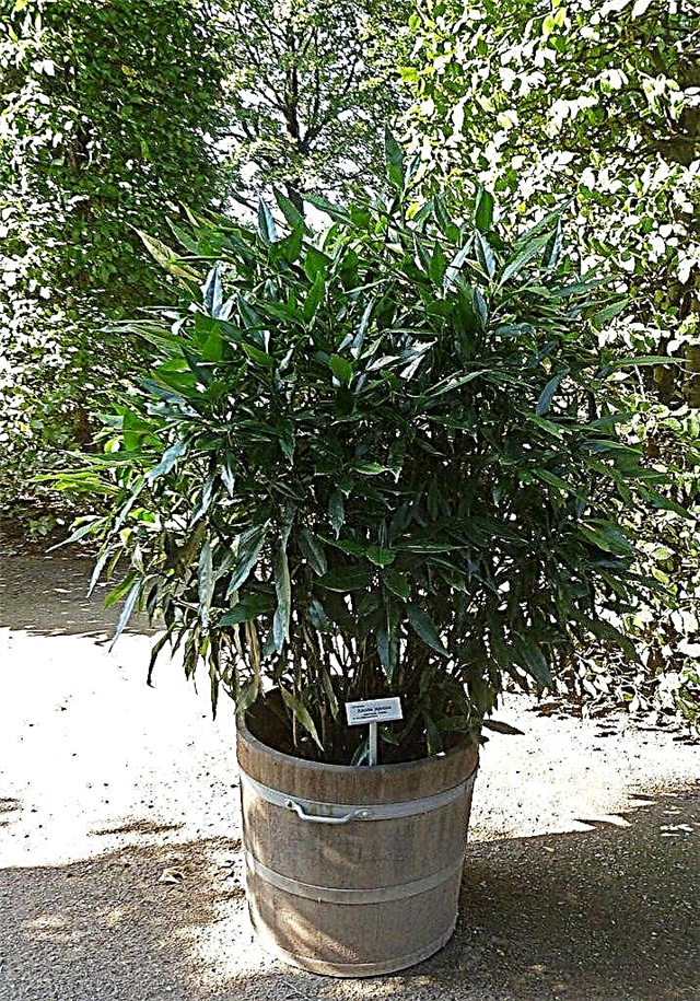 Kontissa kasvatetut Aucuba-pensaat: Voitko kasvattaa japanilaista laakeria potissa