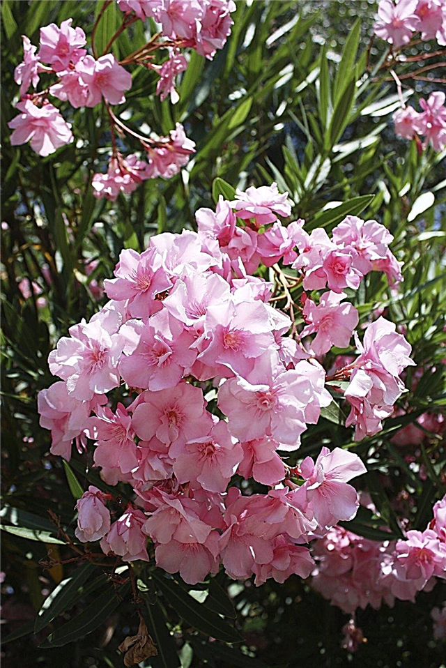Тор за растения Oleander - Как и кога да се хранят олеандрите