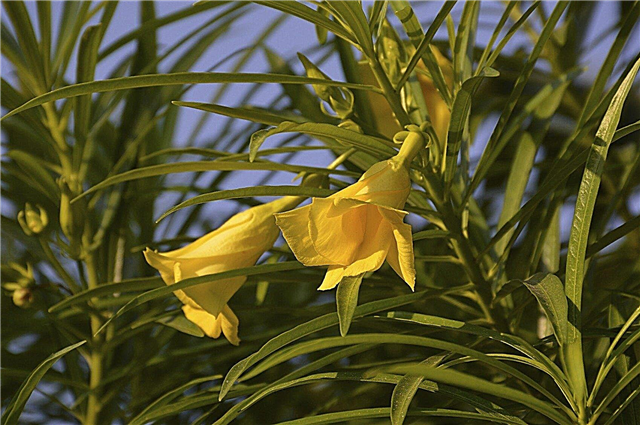 Nega rumenega oleandra: Uporaba za rumeno oleander v pokrajini