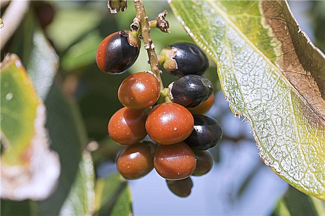 Informacje o drzewie rumberry: Co to jest drzewo rumberry