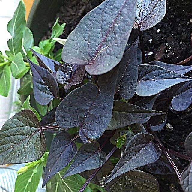 Градинарство с тъмна зеленина: Научете за растенията с тъмно лилави листа
