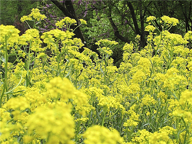 Îngrijirea plantelor Woad: sfaturi despre utilizarea coloranților pentru plante woad