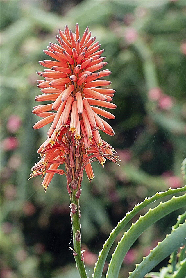 Aloe Plant Blooms - Erfahren Sie mehr über blühende Aloe Vera Pflanzen