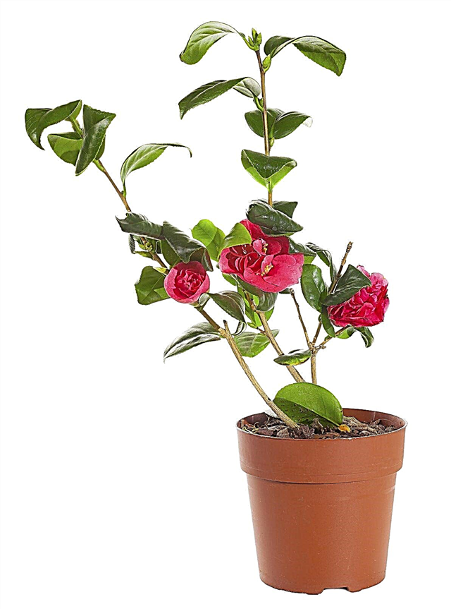Camellia Container Care: Hvordan dyrke en Camellia i en gryte