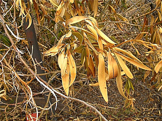 Choroby rastlín Oleander - Ako liečiť choroby oleandrových rastlín
