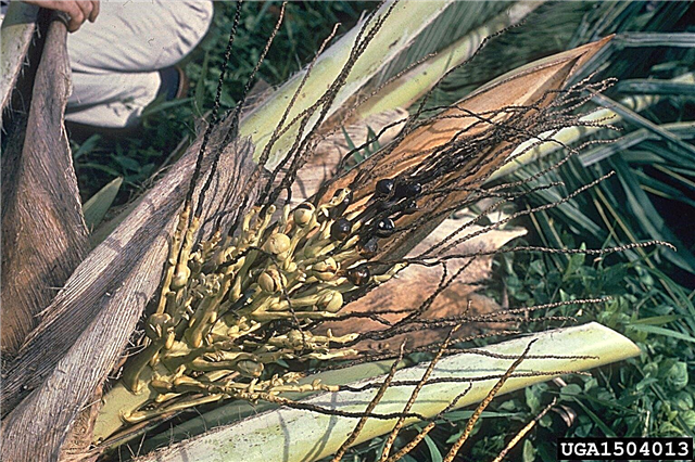 Qu'est-ce que la maladie de jaunissement létale: en savoir plus sur le jaunissement mortel des palmiers