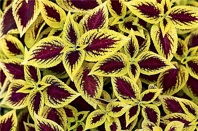 Plantas de folhas amarelas: Adicionando plantas com folhagem dourada ao jardim
