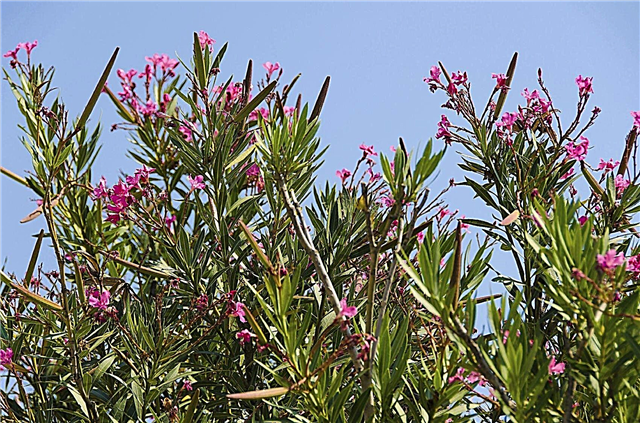 Adakah Dingin Mempengaruhi Oleander: Adakah Terdapat Musim Dingin Hardy Oleander Bushes