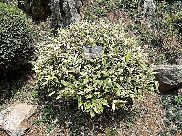 Adakah Thorny Olive Invasive - Pelajari Cara Mengawal Tanaman Zaitun Thorny