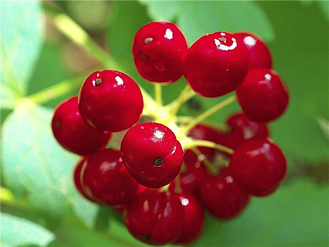 Informace o rostlinách Baneberry: Co jsou červené nebo bílé rostliny baneberry