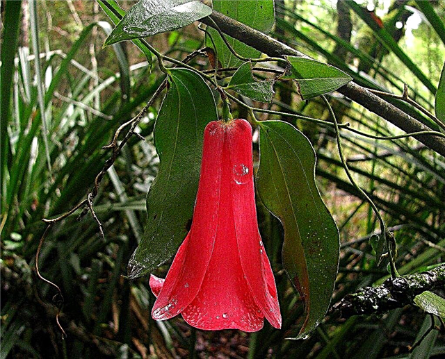 Chăm sóc cây Lapageria - Cách trồng một cây nho Bellflower Chile