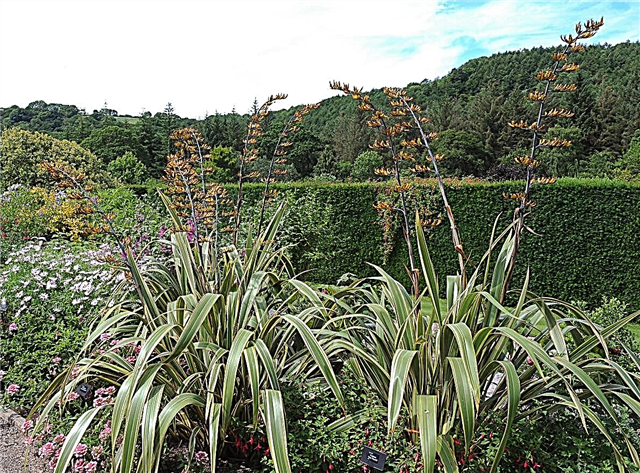 Informasjon om New Zealand Flax Plant: Tips om New Zealand Flax Plant Care
