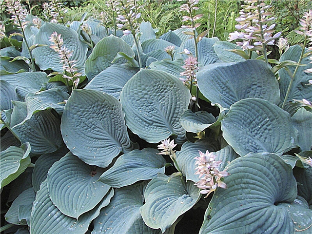 Растения с голубой листвой: узнайте о растениях с голубыми листьями