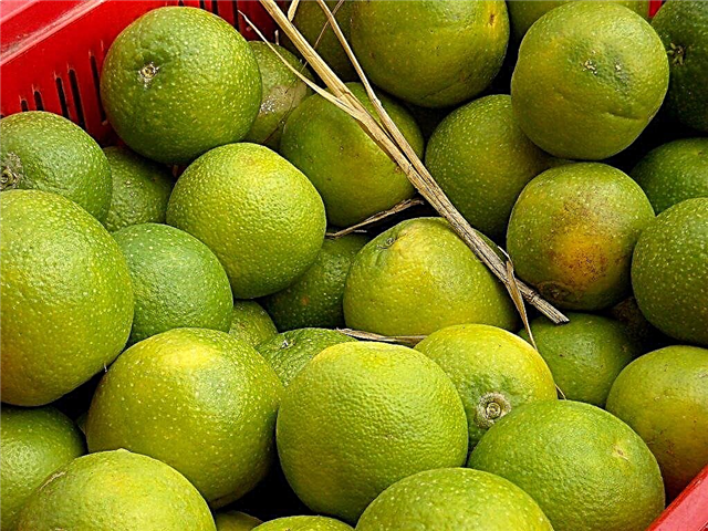 Sweet Lime Varieties - Sweet Lime Tree Growing and Care