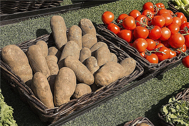 Patatesli Domates Yetiştiriciliği: Patatesli Domates Yetiştirebilir misiniz?