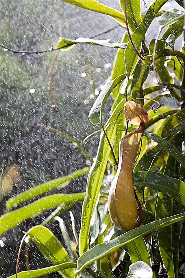 Zavlažovanie Nepenthes - Ako zalievať džbán rastlín