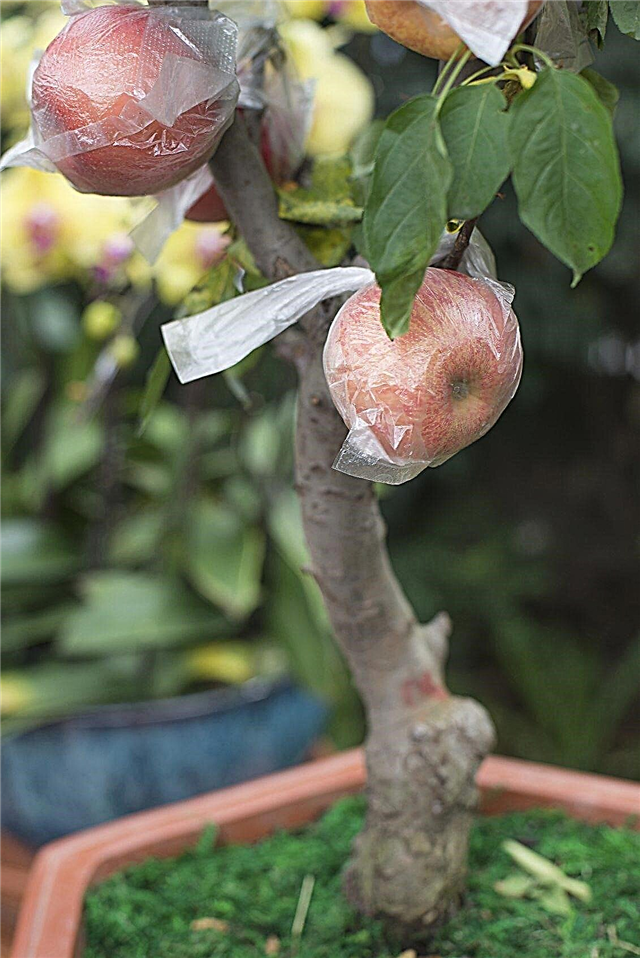 Mahutis kasvatatud õunapuud: kuidas õunapuud potis kasvatada