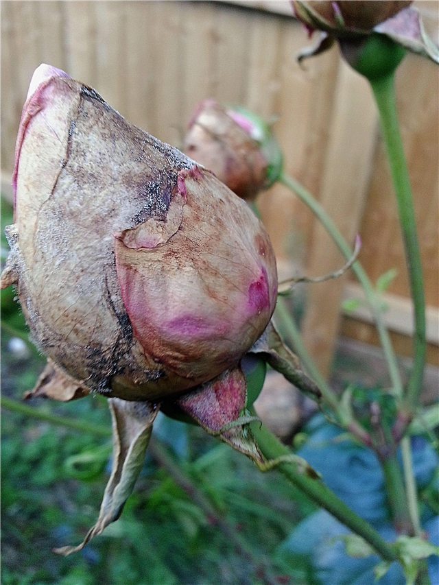 Hva er roseballing: grunner til at rosebuds dør før åpning