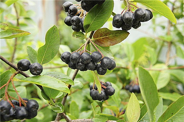 Τι είναι τα μούρα Aronia: Μάθετε για τα φυτά Berry Nero Aronia