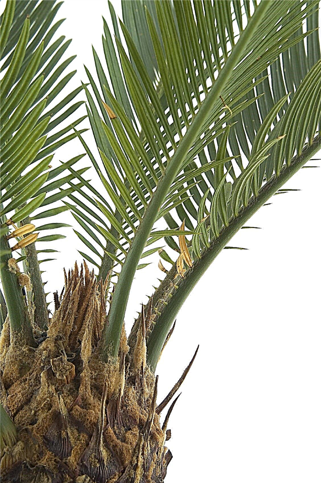 Sago Palm Bölümü: Bir Sago Palm Bitki Bölme İpuçları