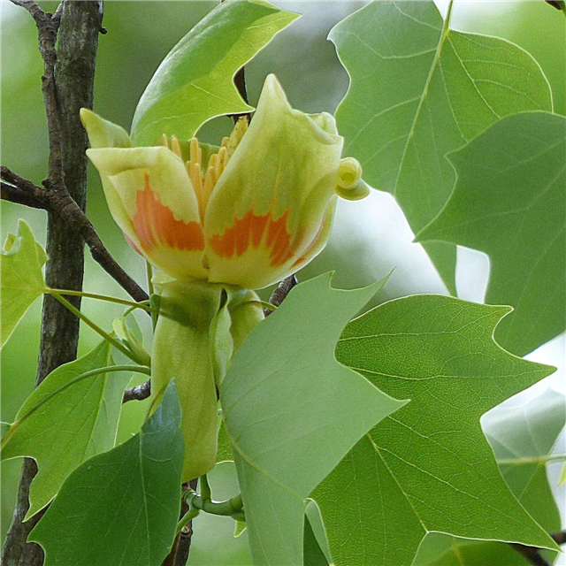 Tulpių medžių dauginimasis - kaip dauginti tulpių medį