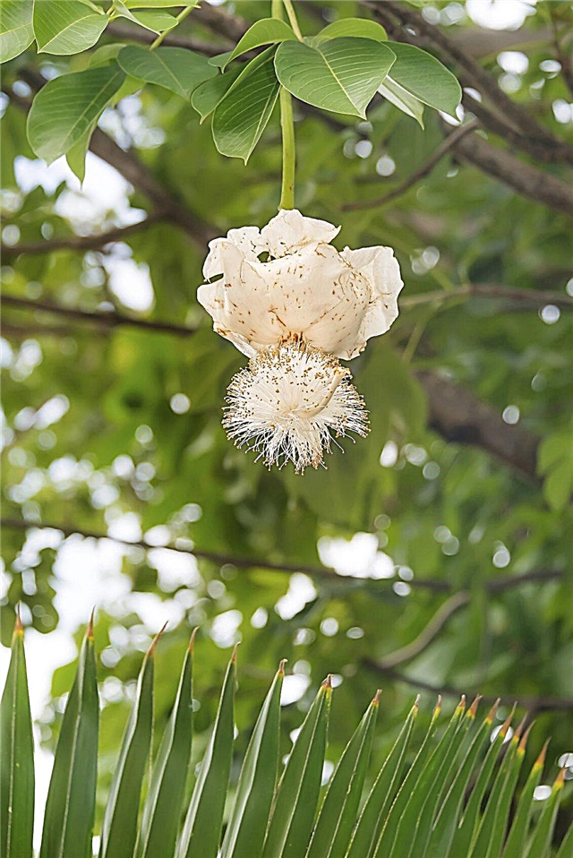 تتفتح أشجار الباوباب الأفريقية: معلومات حول زهور شجرة الباوباب