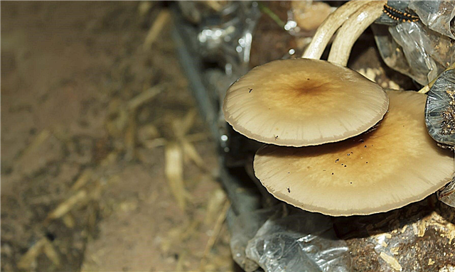 טיפול בפטריות צדפות - כיצד לגדל פטריות צדפות בבית