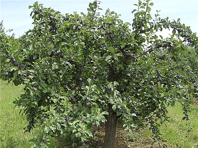 Faire revivre un vieil arbre fruitier: comment rajeunir de vieux arbres fruitiers