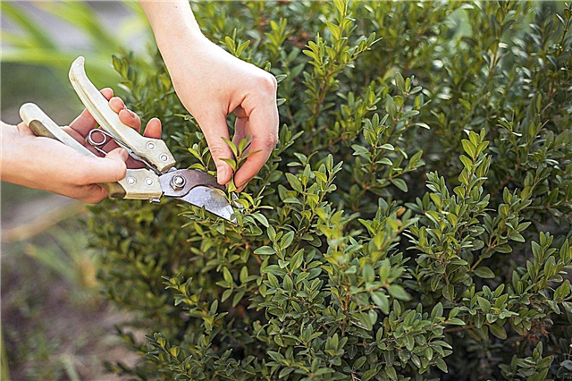 Beschneiden im Garten - Müssen Sie Gartenpflanzen beschneiden?