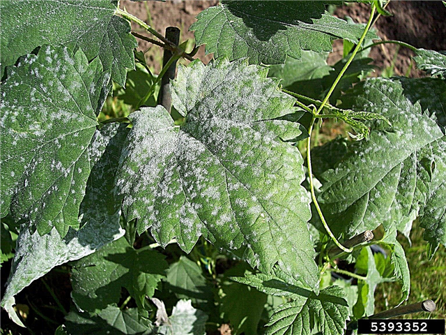 Komló növényi betegségek: A kertekben lévő komló növényeket érintő betegségek kezelése