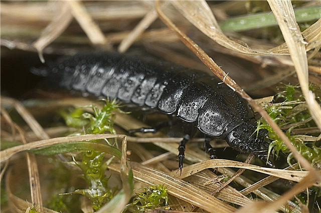 Escarabajos de tierra beneficiosos: cómo encontrar huevos y larvas de escarabajos de tierra