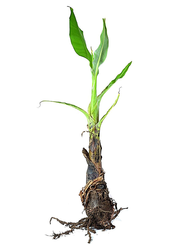 Opdeling af bananhopper - kan du transplantere en banantræsvalp