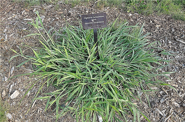 Crabgrass 품종 : Crabgrass 잡초의 종류에 관한 정보