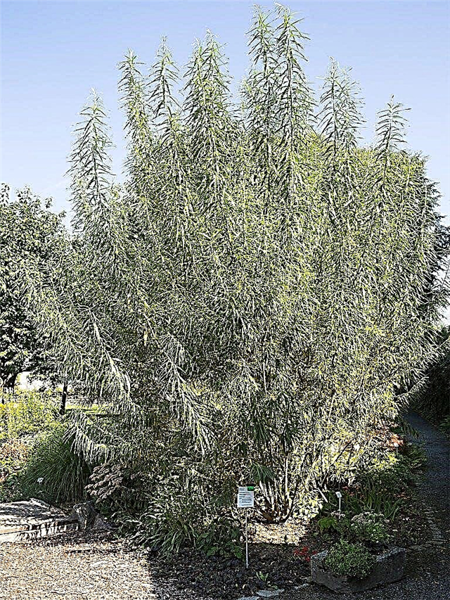 Basket Willow Tree Care: Wachsende Weidenpflanzen für Körbe