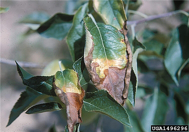 Symptômes de toxicité au bore: signes de plantes avec trop de bore