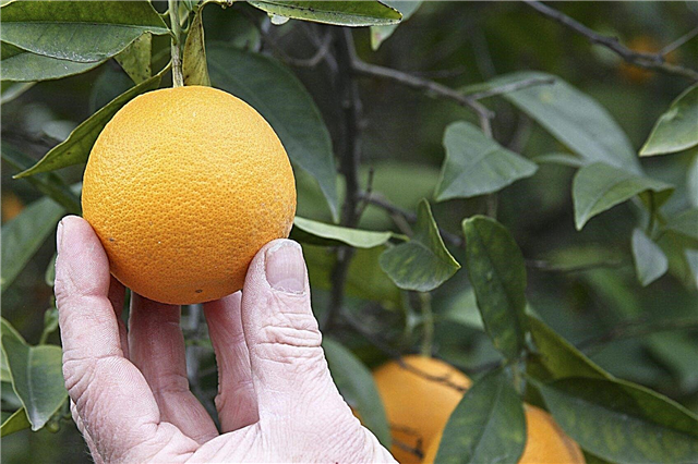 Citrus Fruit Picking: Help, My Fruit Won't Come Off Tree