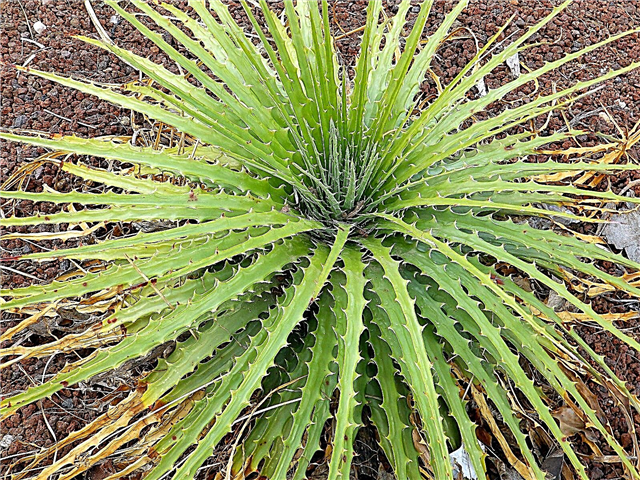 Hechtia Plant Info : Hechtia 식물 관리에 대한 팁