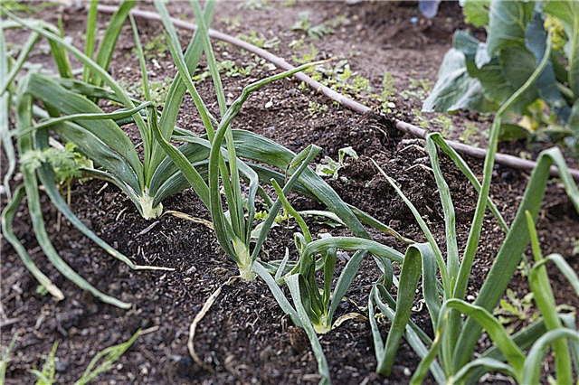 ما هو البصل الأخضر - نصائح حول زراعة البصل الأخضر