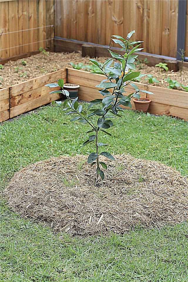 Ideje za sadje v sadnem drevesu: nasveti za gojenje sadnih dreves na dvorišču
