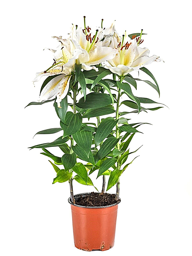 Tumbuhan Lily Pot - Petua Menanam Lili Dalam Bekas