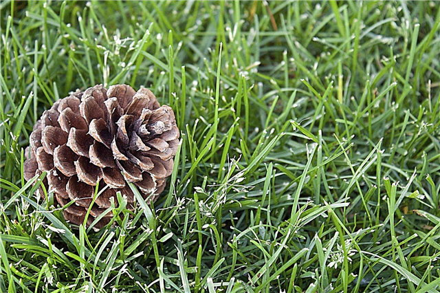Can I Plant A Pine Cone: Sprouting Pine Cones In Gardens