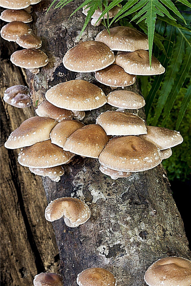 Culture de champignons Shiitake: Apprenez à cultiver des champignons Shiitake