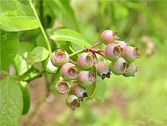 Τι είναι τα ροζ βακκίνια: Μάθετε για τα φυτά Pink Blueberry