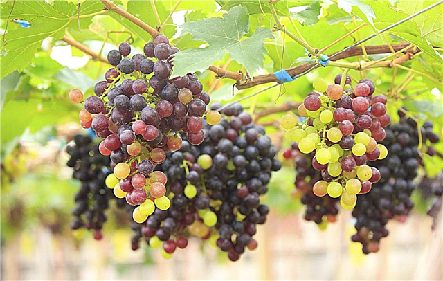 Kas yra vynuogės be sėklų - skirtingos vynuogių rūšys be sėklų
