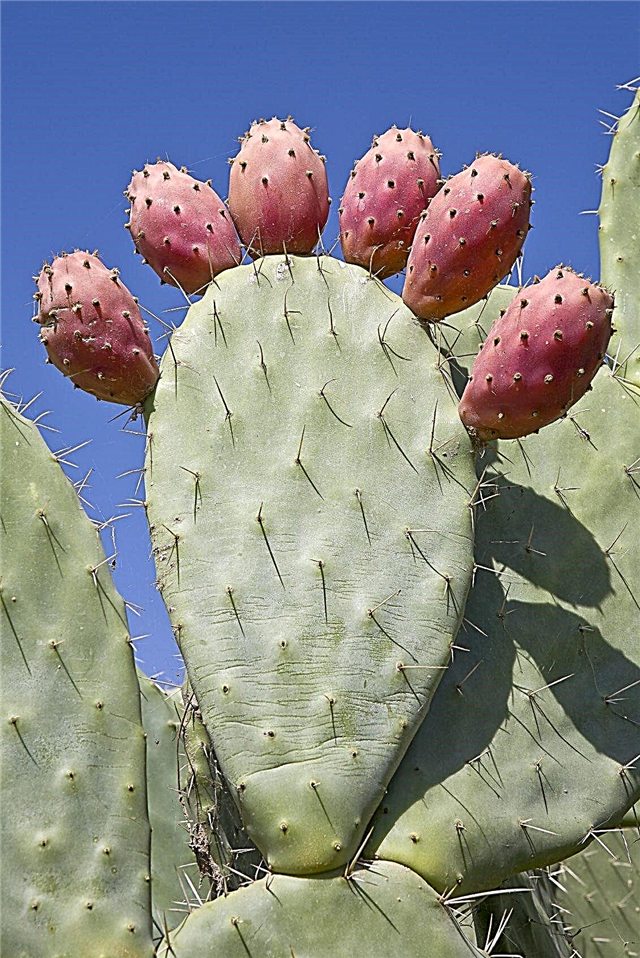 Berba voća kruške krupice: kada i kako ubrati kaktus kruške kruške