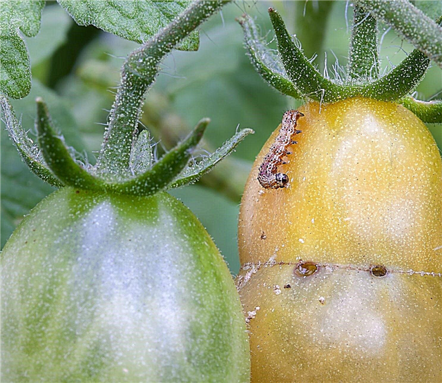 Tomatitaimede putukakahjurid: näpunäited tomatite kahjurite raviks