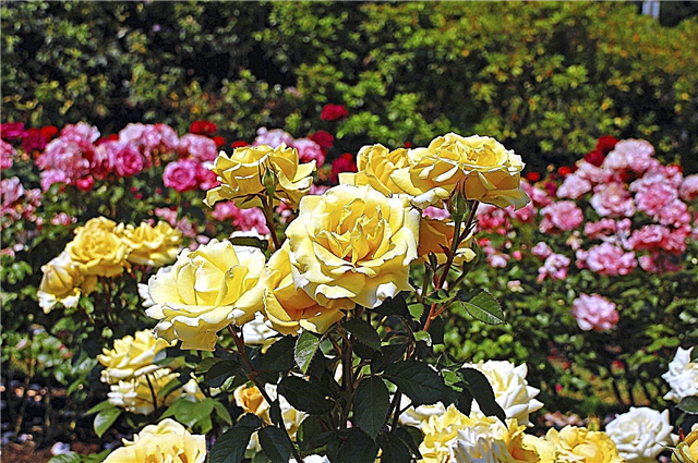 أصناف الورد: ما هي بعض أنواع الورود المختلفة